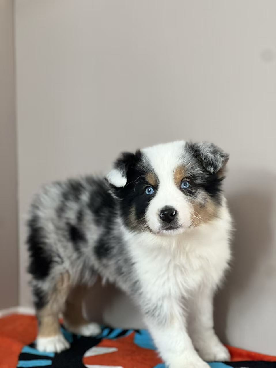 三色蓝陨石边牧，公